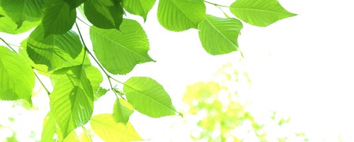 レピールオーガニックス Lepeel Organics販売サイトへ